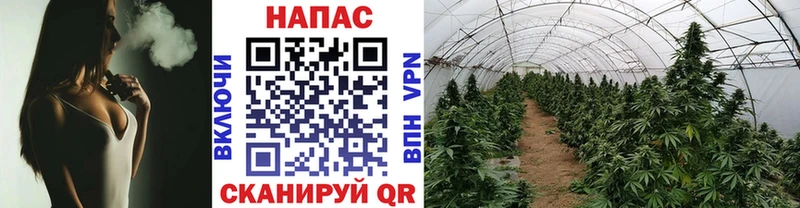 где купить наркоту  Курганинск  Марихуана план 